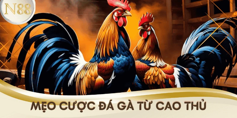 meo-ca-cuoc-da-ga-cao-thu