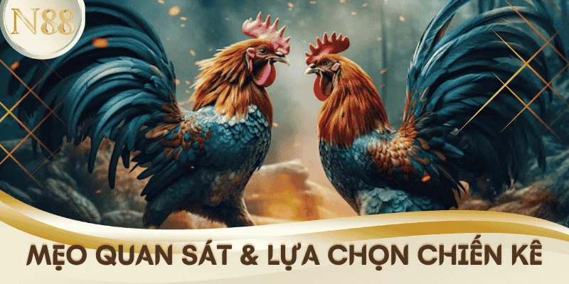 meo-ca-cuoc-da-ga-quan-sat-chon-chien-ke