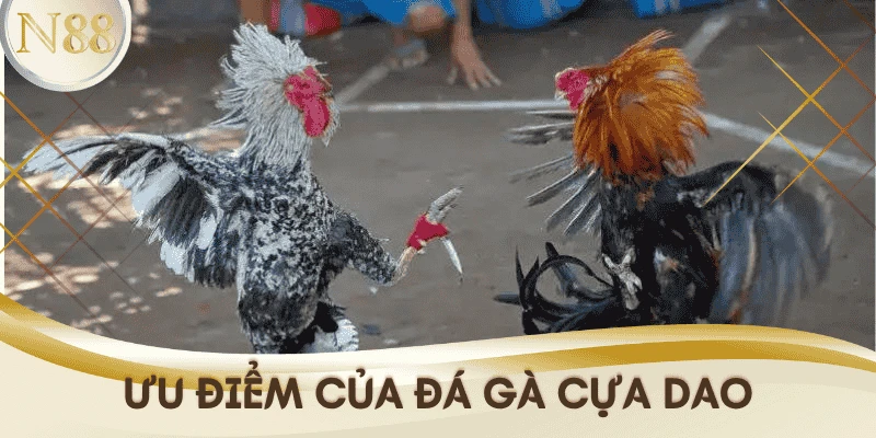 uu-diem-da-ga-cua-dao