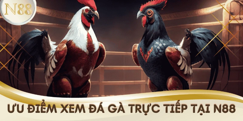 uu-diem-da-ga-truc-tiep-N88